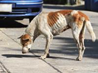 Xaxim tem dois meses para apresentar solução para animais de rua