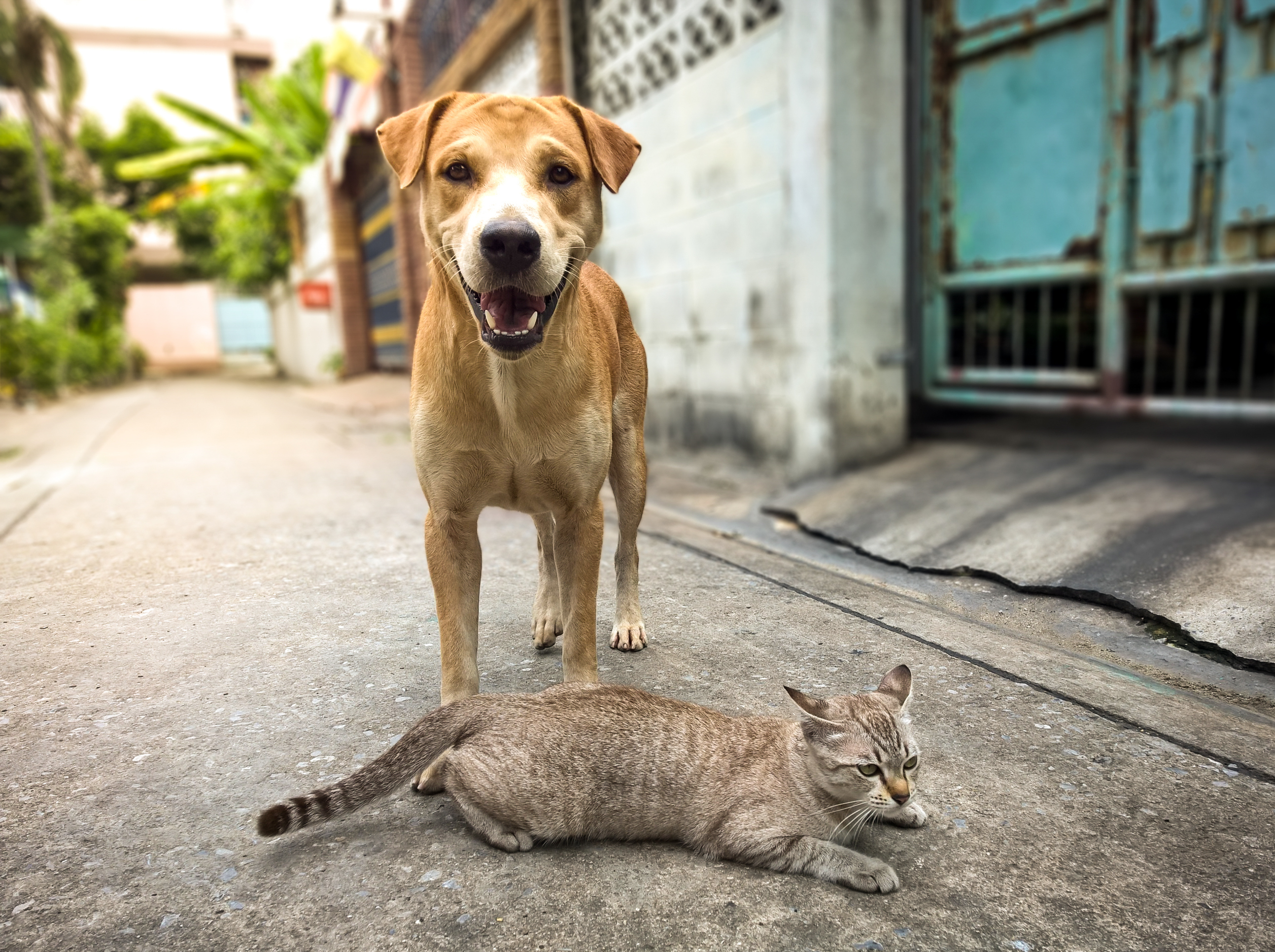 MPSC apura efetividade de controle de população animal em Joinville