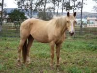 MPSC apoia projeto de adoção de cavalos