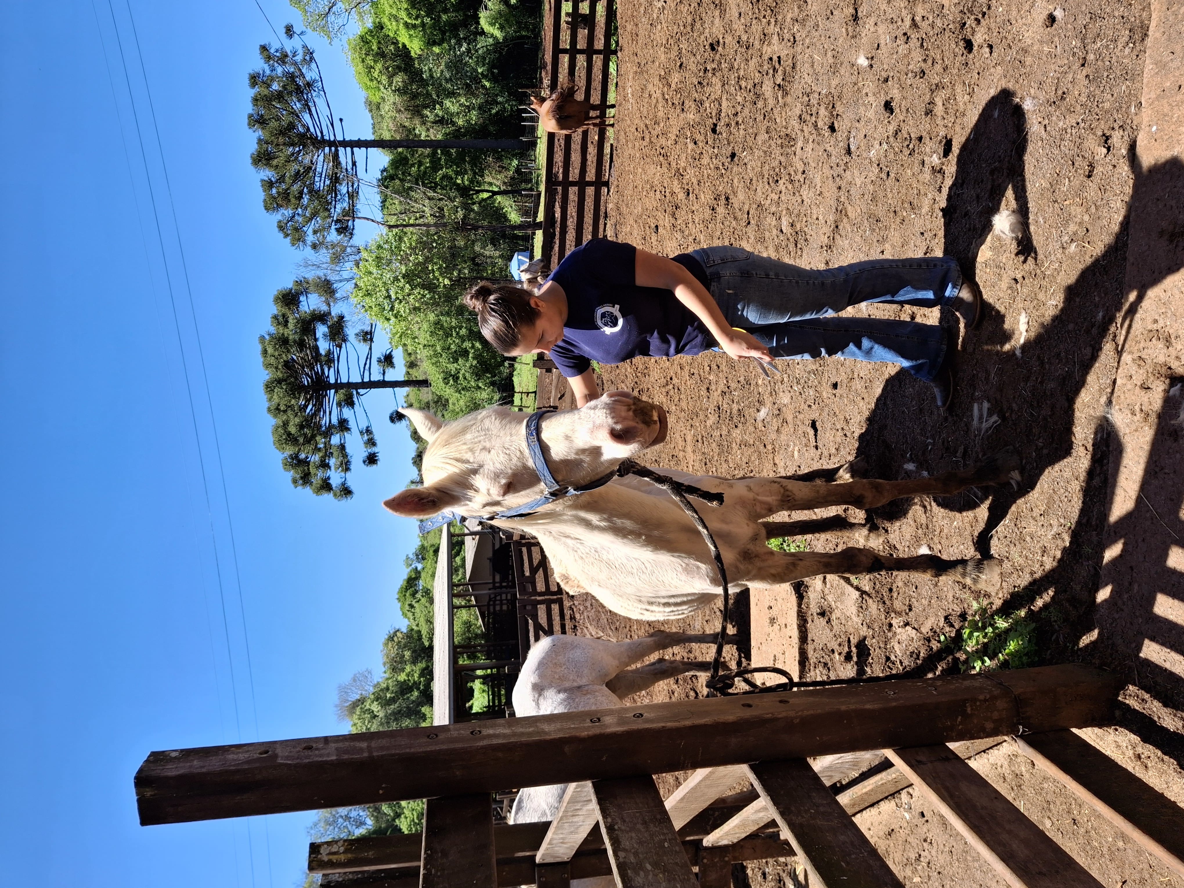 MPSC garante resgate de cavalos vítimas de negligência e maus-tratos em Xanxerê