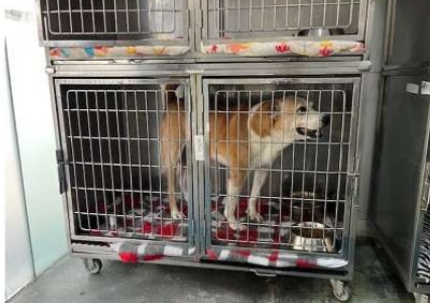 MPSC cobra reestruturação urgente da DIBEA após constatar precariedade no atendimento a animais