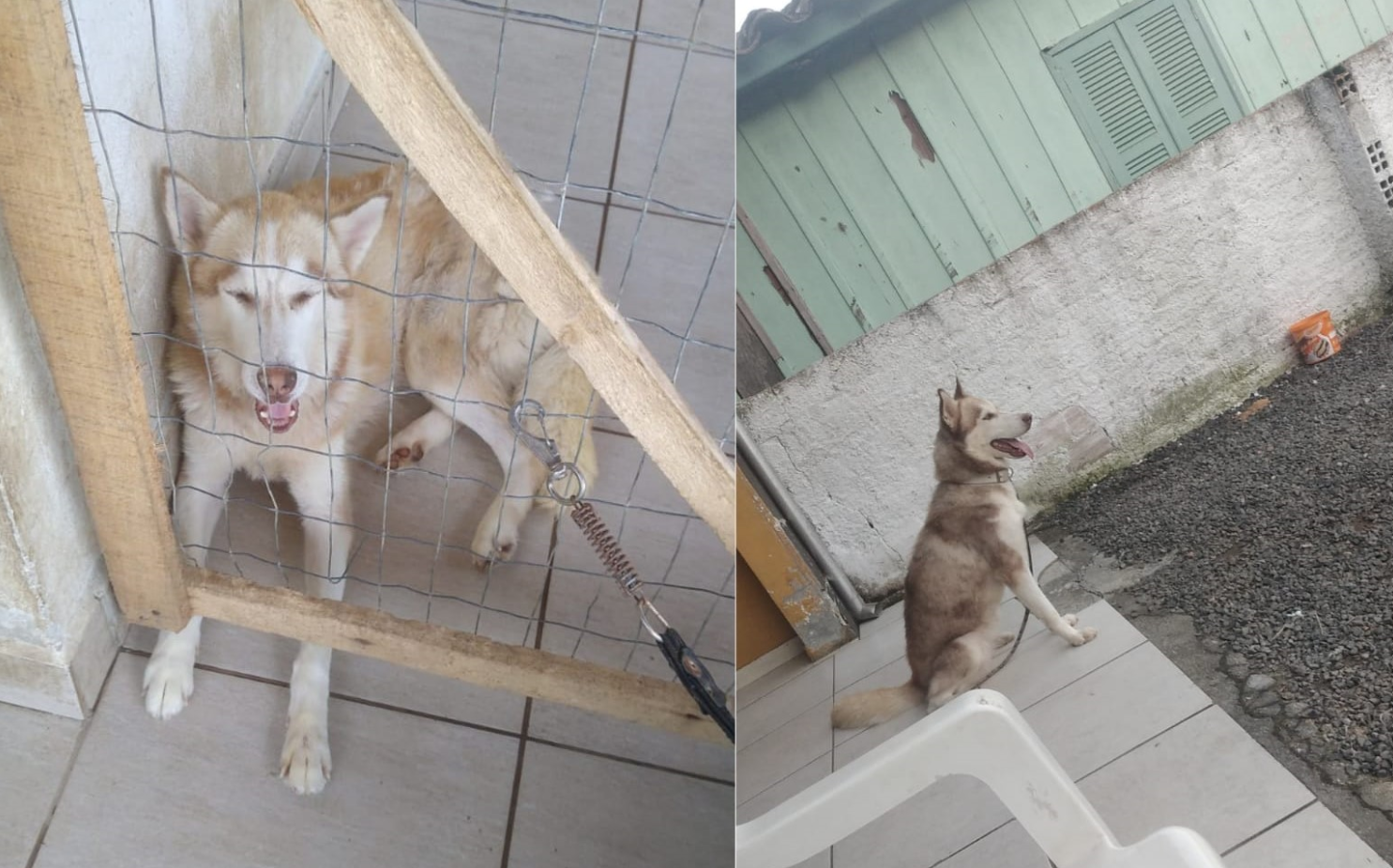 Atuação do MPSC garante nova chance para cães que viviam em situação de maus-tratos