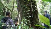 Uma canela-preta resiste há 400 anos na última área de Mata Atlântica primária de Florianópolis