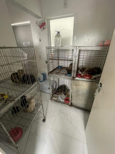 MPSC firma acordo com Itapema para reestruturar política pública de proteção animal e combater maus-tratos
