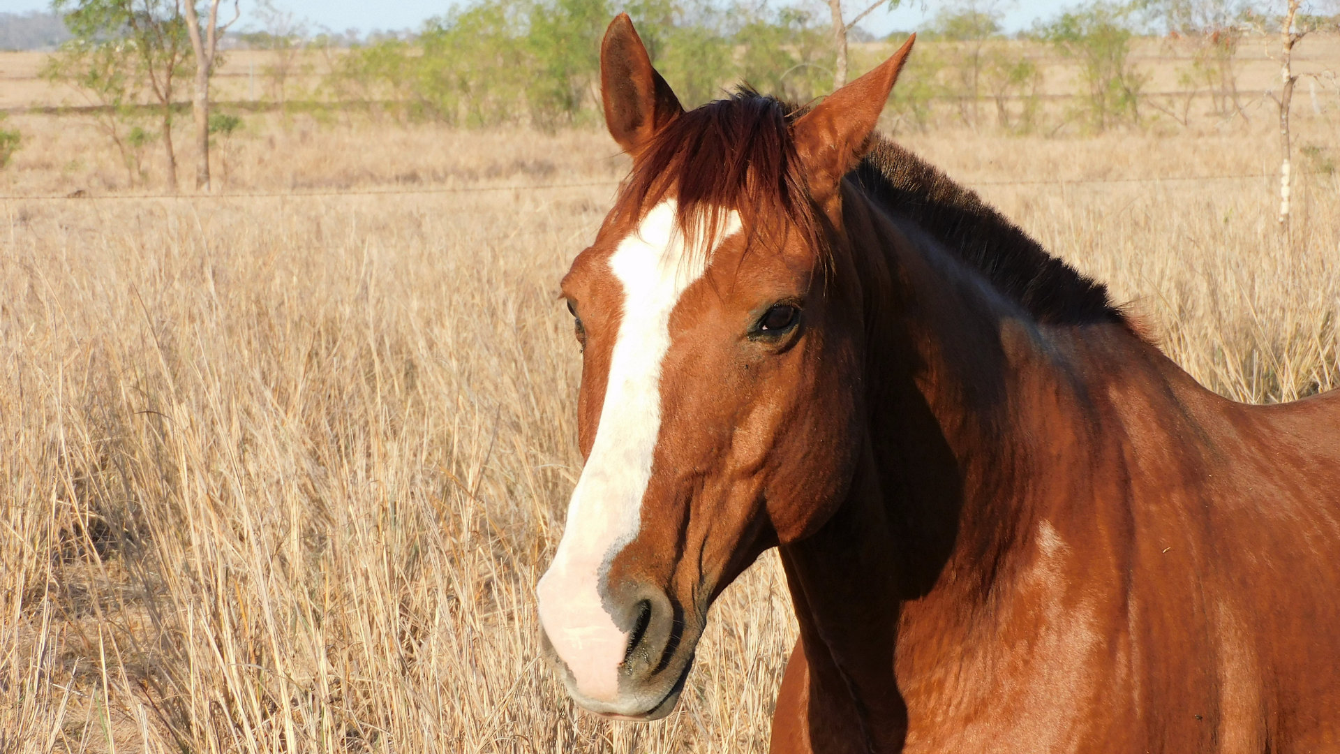TJSC acolhe ação do MPSC e restabelece reconhecimento dos cavalos como seres sencientes em Santa Catarina