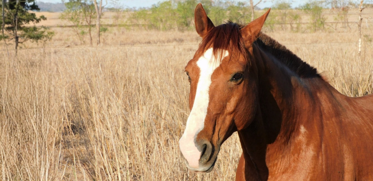 TJSC acolhe ação do MPSC e restabelece reconhecimento dos cavalos como seres sencientes em Santa Catarina