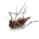 Tijucas ganha um ecoponto para coletar materiais que servem de proliferação do mosquito da dengue