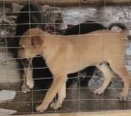 MPSC apura situação de maus-tratos a animais em Joinville