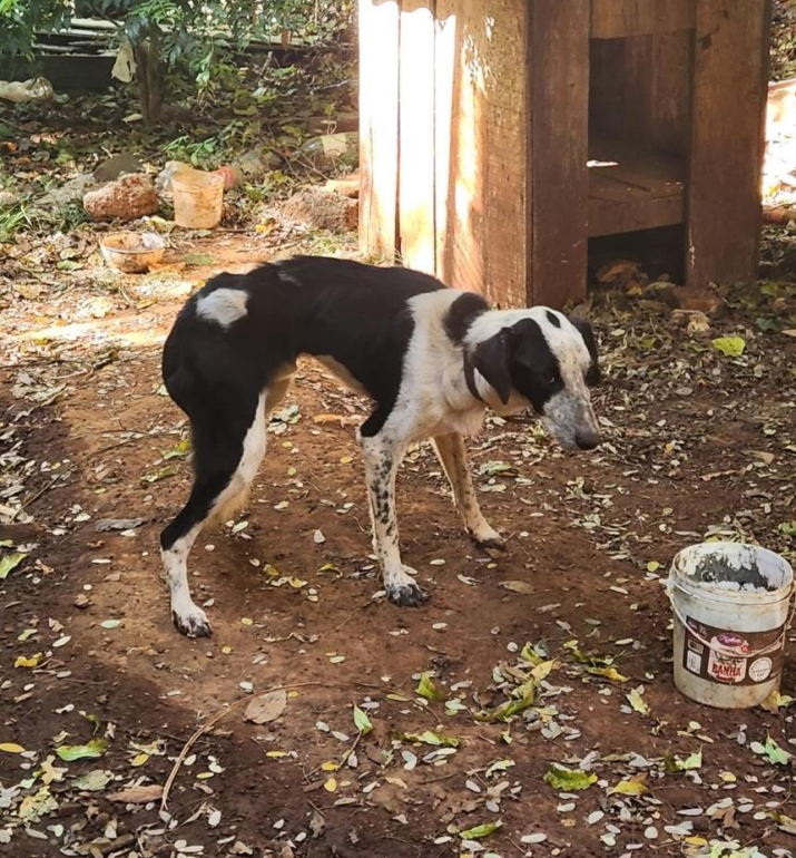 Em Palmitos, homem denunciado pelo MPSC por maus-tratos contra um cachorro é condenado a três anos de reclusão