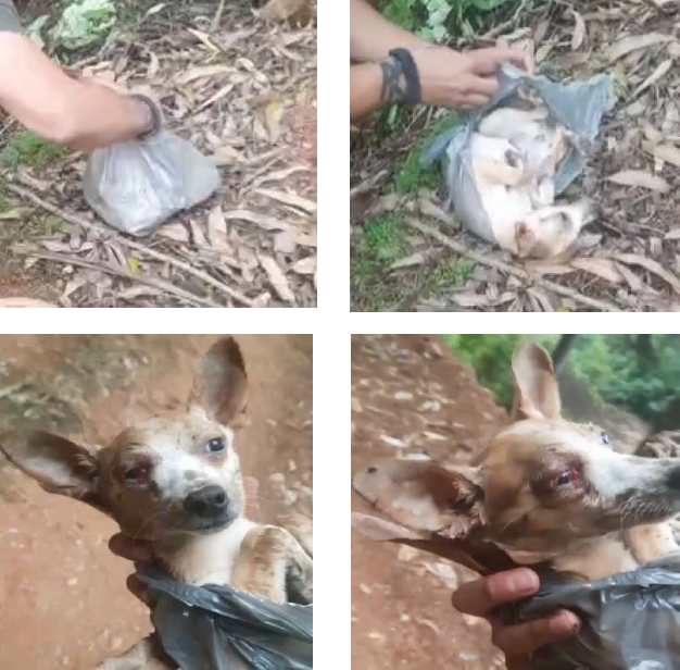 Atuando na proteção dos animais, MPSC obtém condenações em três municípios