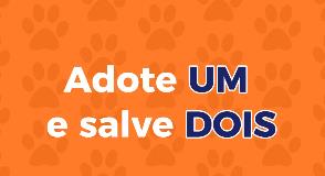“Ele é a alegria da nossa casa”: MPSC e Diretoria de Bem-Estar Animal estadual promovem campanha sobre importância da adoção de animais