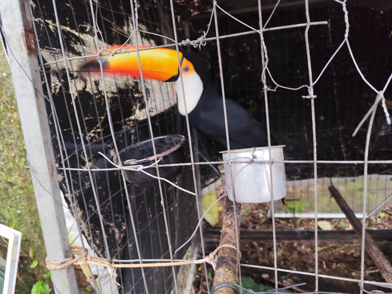 GAECO e Polícia Militar Ambiental deflagram Operação “Libertas”, em ação nacional de combate a crimes contra a fauna