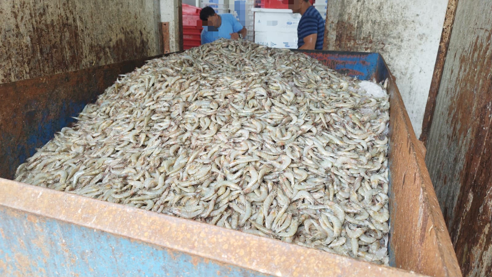 Operação do MPSC descarta 13 toneladas de pescados impróprios para consumo em SC